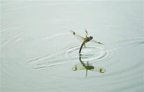 蜻蜓點水的目的|蜻蜓点水（汉语成语）